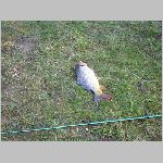 C.Lhota 3.4.2008 -60.JPG